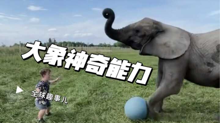 Elephants, the super-brains of Earth, possess emotions so delicate and intelligence so astonishing t