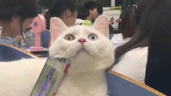 แมวเหมียวที่ถูกบังคับให้ “เปิดร้าน” ในห้องเรียนช่วงปีเหล่านั้น!