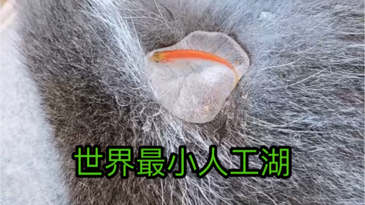 I can't stop laughing—cat hair can actually be used to raise fish!