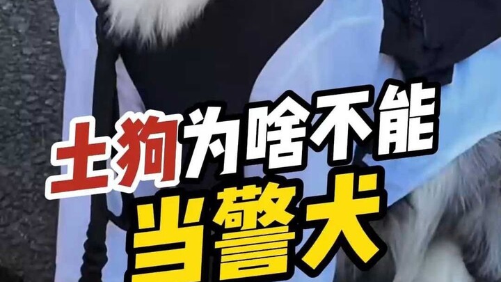 Kalau anjing kampung Tiongkok dan anjing Tibet dijadikan anjing polisi, akibatnya bahkan tak berani 