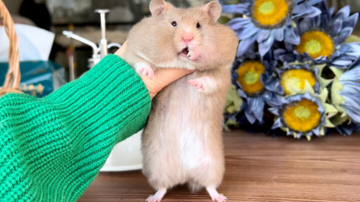 [Animals] Catching a mouse in rice