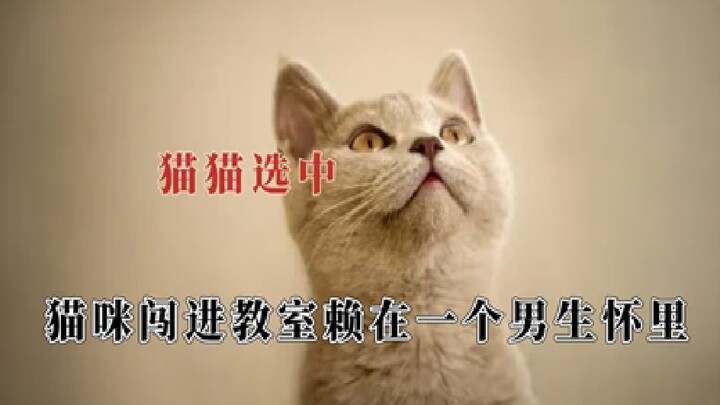 ความรู้สึกที่ถูกน้องแมวเลือกช่างปลอบประโลมใจเหลือเกิน! สาวน้อยเจอเจ้าเหมียวน้อยไร้บ้านกลางทาง แค่คำพ