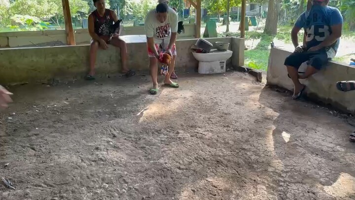 Gull (jmv game yard)