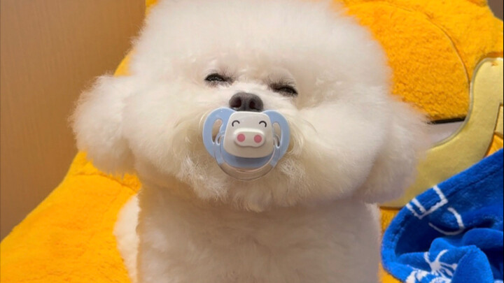 ใครกันนะ พาลูกหมาน้อยไปเล่นน้ำตั้งแต่หกโมงเช้าเลย～