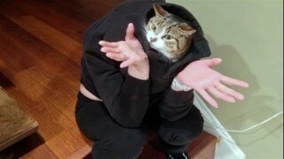 Can You Watch These Funny Cats and Dogs Without Laughing?