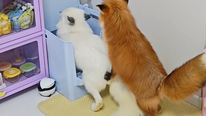 Why does my mom fox keep wanting to ride the dad fox every day...?