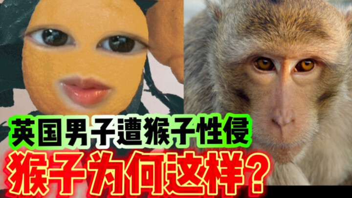 Menggemparkan | Pria Inggris Diperkosa Monyet saat Tidur Nyenyak, Para Teman Malah Berfoto Kenang-ke