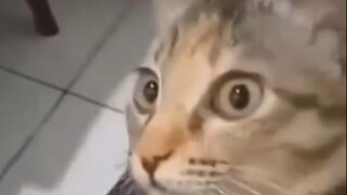 cat:! ! !
