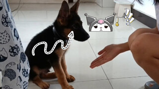เพ็ทน่ารัก | ชีวิตประจำวันของสุนัขเยอรมันเชพเพิร์ดตัวน้อย
