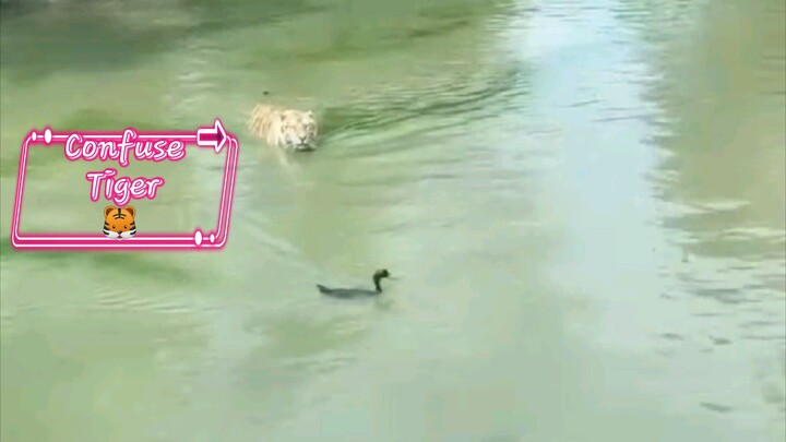 Confuse tiger