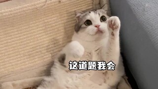 ลูกแมวน้อยอาศัยการเรียนรู้ที่จะจับมือเพื่อได้กินอาหารฟรีซดราย ส่วนอีกตัวกลับอาศัยความน่ารักมาขออาหาร