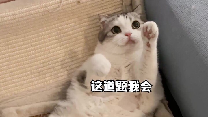 Kucing kecil berhasil makan makanan kering beku dengan belajar menjabat tangan, sementara kucing lai