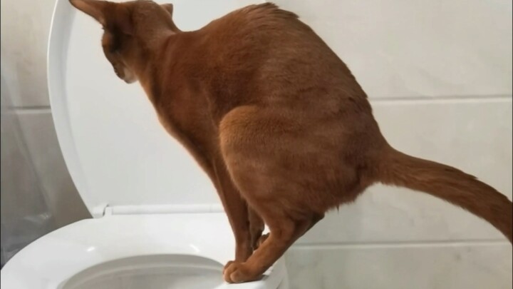 Sampai bertemu di puncak