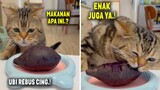 SEMUANYA DIMAKAN.! Kelakuan Kucing Rakus Pas Kelaparan ~ Video Kucing Lucu Bikin Ngakak