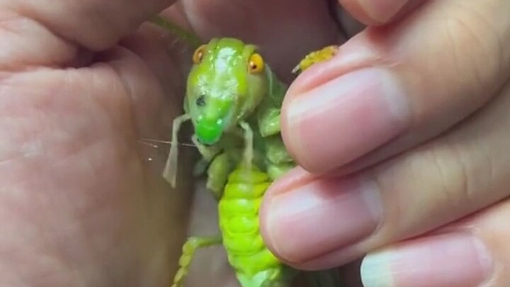 Berbagi Pengetahuan: 13 Jenis “Serangga” Ajaib, Sudah Pernah Lihat Berapa?