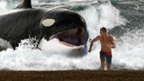 Killer Whales Don't Just Hunt in the Sea!