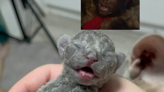 فرحتُ باقتناء كلبين ألمانيين مُجعَّدَي الفراء!