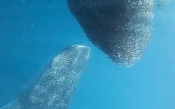 The wonder of nature