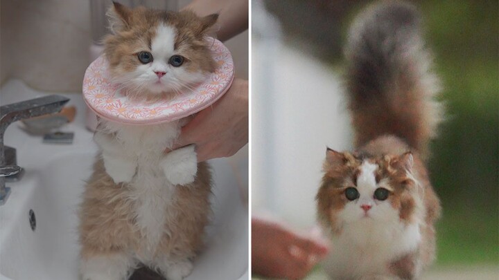 Merombak tampilan seekor kucing tupai ekor besar, kok produk perawatan kulitnya lebih banyak dari mi