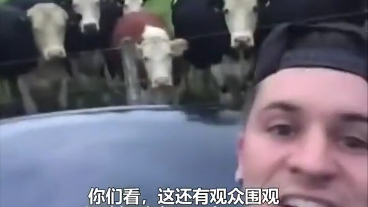 外国狗狗把车锁了，还有牛牛在围观，小哥黑化