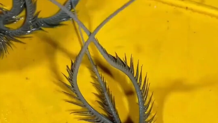 What kind of insect is this? Is it poisonous?