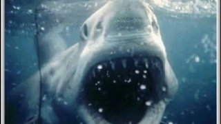 the great white shark megalodon