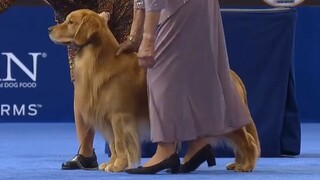 Proses kompetisi untuk Golden Retriever, tinjauan individu, tampilan statis dan dinamis