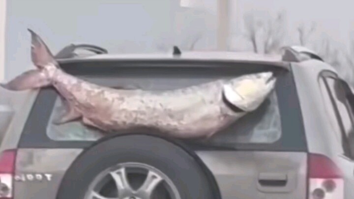 A fish so big, it won’t fit in a single cart.