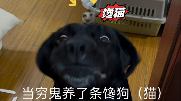 When a broke person gets a gluttonous dog, they try all sorts of ways to save money—only to be hit w