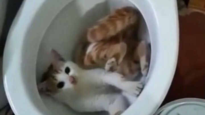 Is this cat… still available?