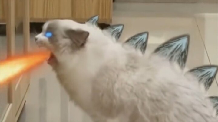 Di Hutan yang Luas, Ada Segala Jenis Kucing