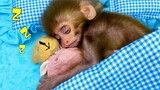 Baby monkey Bon Bon playing with So cute duckling and teddy bear in the bedroom