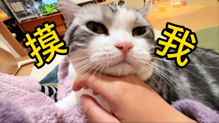 Kalau aku sibuk dan nggak sempat ngurusin kucing, tiba-tiba kepala kucing muncul di tanganku!