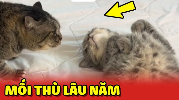 Mối thù lâu năm của 2 chú Mèo chỉ vì giành chỗ nằm 😂