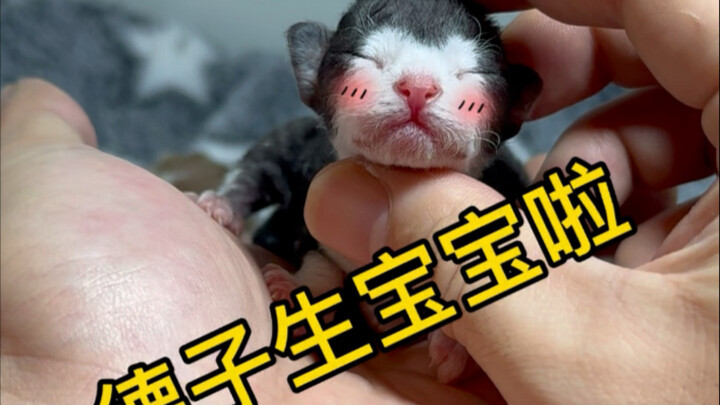 Đức Tử lại sinh ra một con Kulomi!