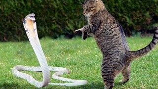 [Animals]The cat is fighting with the snake