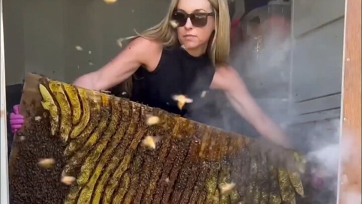 The professional bee cleaning lady completed the most "crazy" action of this season (please do not i