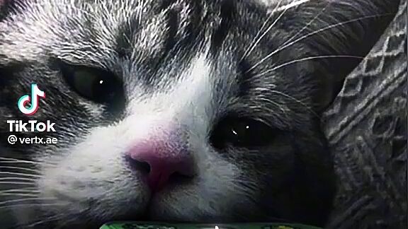 poor cat.. she/he miss her/his owner..(NOT MINE)