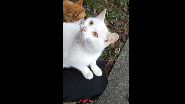 The little girl jumped on my lap for the first time and sat on it. Unexpectedly, the orange guy next