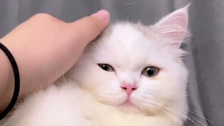 เสี่ยวฟูเตี้ยวกำลังตั้งท้องอยู่