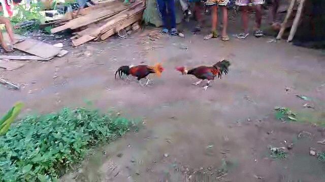 friendly fight of neighbors