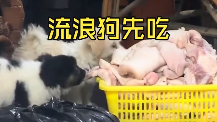 เมนูอาหารตุ๋นเจ็ดหมื่นล้มเหลว วางไว้บนพื้นสุนัขตัวเล็กกินก่อน นิสัยไม่ดี ห้ามถามราคา