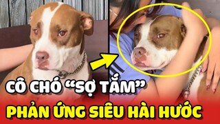 Cô chó LƯỜI TẮM và phản ứng TRỐN TRÁNH siêu hài hước 😂 | Yêu Lu