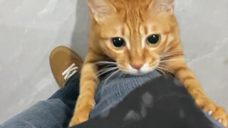 Pulang kerja, si kucing menyambut