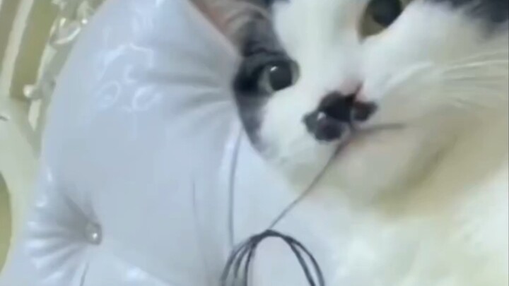 【مغامرات توبا الصغير في ركوب الأمواج】 أحدث مقطع فيديو متاح الآن، هيا بسرعة شاهده!