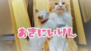 Ep10 ลูกแมว รินริน โนะ โอกิ นิ อิริน รินโกะ ♪