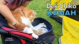 Dek Chiko Kemah. funny, funny videos, try not to laugh, pet, pets, cat, cats #funny #cat #animals