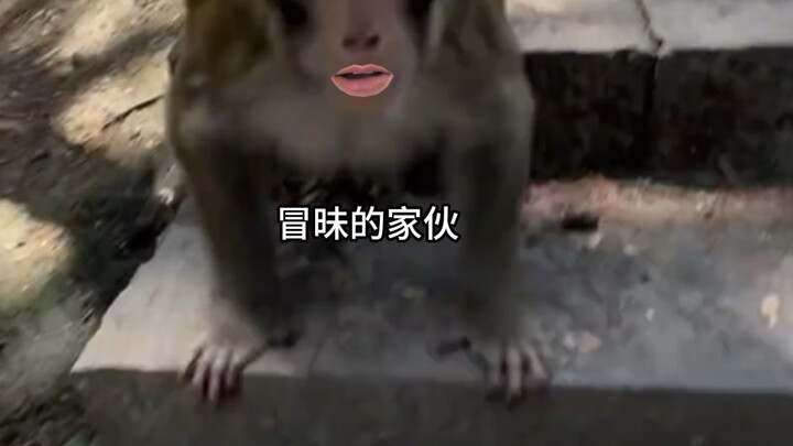 I'm a monkey, not blind!