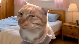How to make a video like Hunhunmiao? ——Basic tutorial on cat meme