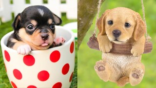 Baby Dogs - Cute and Funny Dog Videos Compilation #42 | Aww Animals